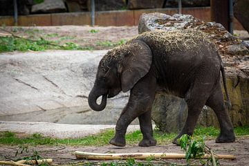 De etende baby olifant van Denise Vlieland