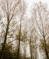 Amsterdam Forest