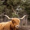 Schotse Hooglander van Koos de Vries
