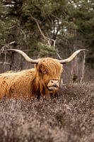Schotse Hooglander