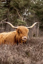 Schotse Hooglander van Koos de Vries