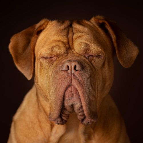 Bordeauxdog Dog Honden