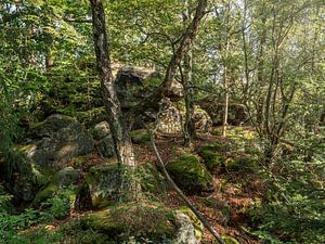 Kohlberg, Suisse saxonne - Vieux bouleau dans la forêt
