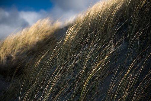 wiegend im Wind