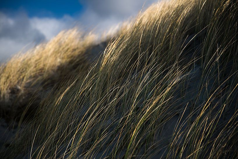 wiegend im Wind von Maarten Mensink