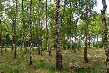 Birch trees by Maarten Kooij