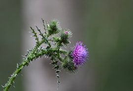 distel by Mieke Verkennis