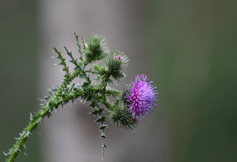 distel by Mieke Verkennis