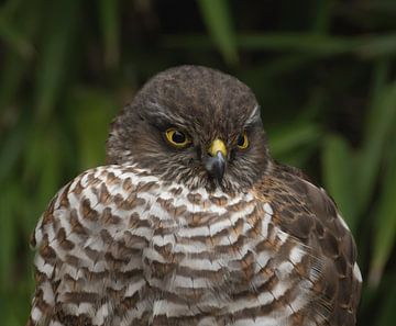 Épervier sur Cees van der Linden
