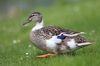 A duck that walks on the grass