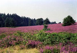 Die Heide hat tausend Gesichter