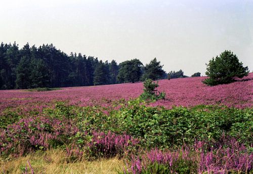 Die Heide hat tausend Gesichter