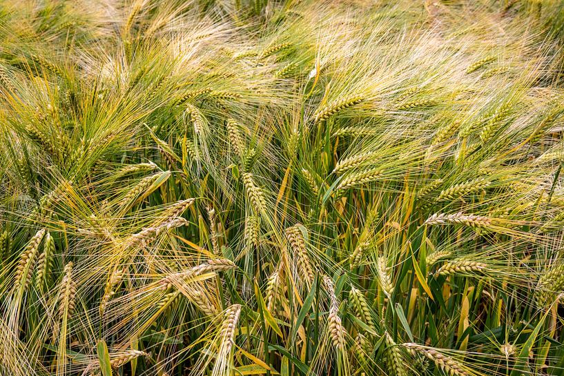 Mouvement d'or par Hilda Weges
