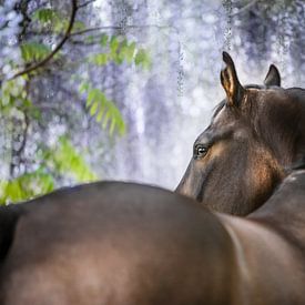 Cheval Kwpn sous la glycine sur Daliyah BenHaim