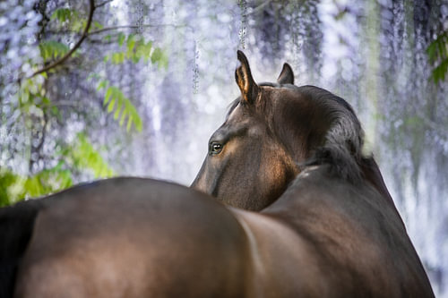 Kwpn horse under the wisteria