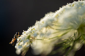 L'été, entre carottes sauvages et mouches volantes