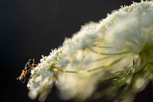 L'été, entre carottes sauvages et mouches volantes sur Sia Windig