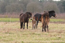 Exmoor Pony im Maashorst von Merijn Loch
