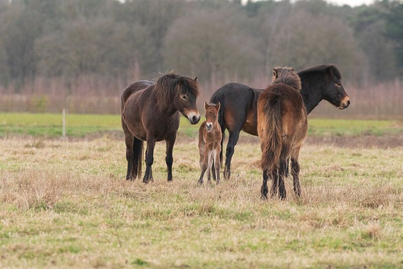 Exmoor Pony in de Maashorst van Merijn Loch