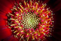 Gerbera