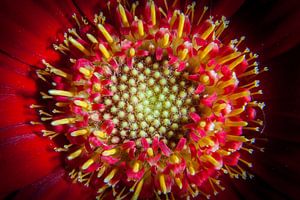 Gerbera