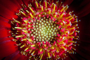 Gerbera