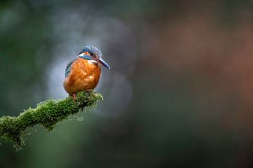 Ijsvogel in spotlight van Walter Roost