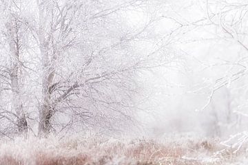 Winter in de Hoge venen van Peter Lambrichs