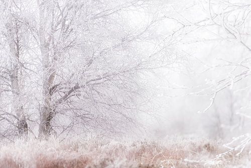 Winter in de Hoge venen