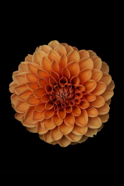 Dahlia orange par Walljar
