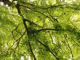 Canopy of leaves by Roger Trelou