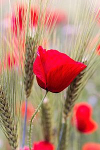 Coquelicot sur Rob Boon