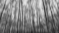 Abstract bos van Mark Bolijn thumbnail