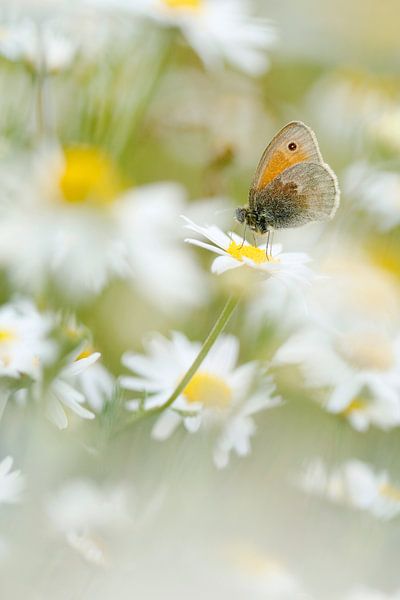 Hooibeestje tussen de bloemen by Simon Hazenberg