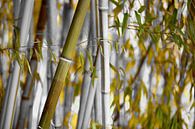 Bambou Bambusa oldhamii par Renate Knapp Aperçu