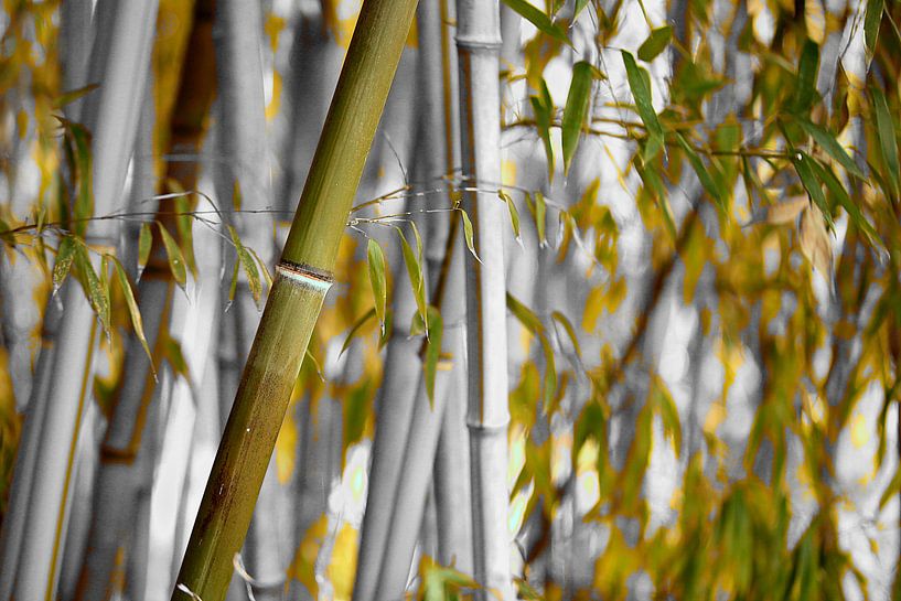 Bambou Bambusa oldhamii par Renate Knapp