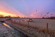 Schapen tijdens zonsopkomst by Moetwil en van Dijk - Fotografie thumbnail