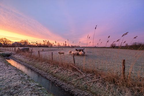Schapen tijdens zonsopkomst