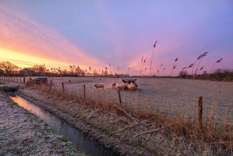 Schapen tijdens zonsopkomst by Moetwil en van Dijk - Fotografie