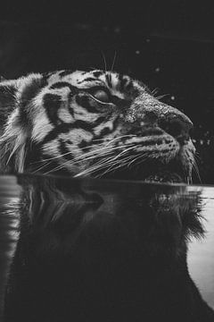 Portrait black and white of the Tiger at the Australian Zoo by Ken Tempelers