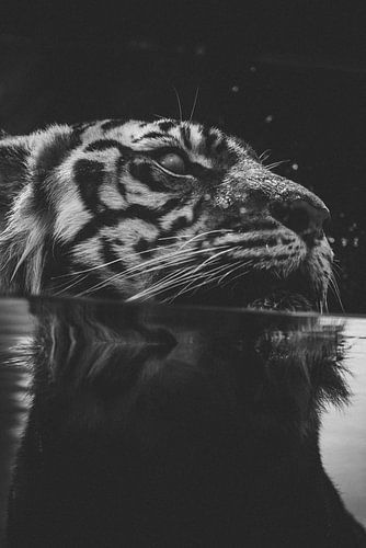 Portrait en noir et blanc du tigre du zoo d'Australie
