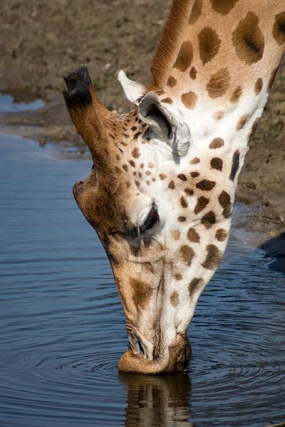 Giraffe von Andrea Ooms