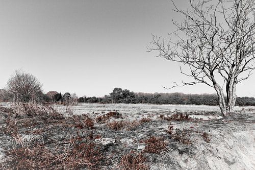 Mantingerzand in zwart-wit en wat roodbruin