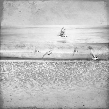 Zeemeeuwen aan de kust. Zwart-wit. van Alie Ekkelenkamp