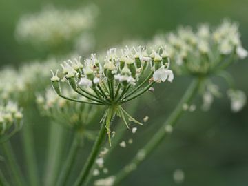 Fragile splendour in bloom by Kirsten van Engelenburg