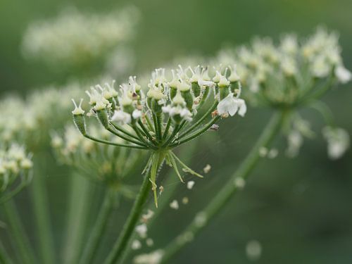 Fragiele pracht in bloei