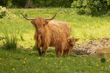 schotse hooglander met kalf van M. B. fotografie