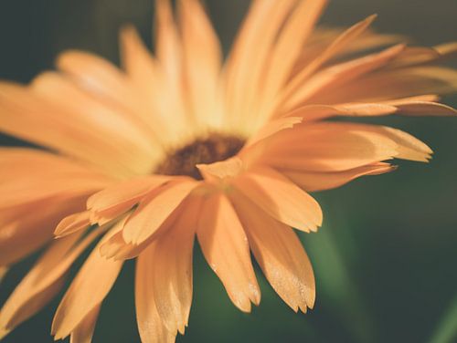 Oranje Bloem in Donkere Omgeving Close-up Macro