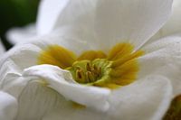 witte bloem