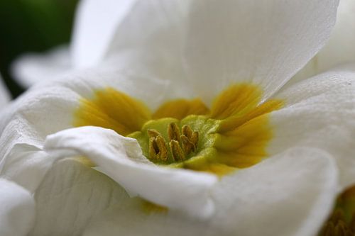 witte bloem